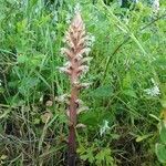 Orobanche lutea habit picture by thsnielsen (cc-by-sa)