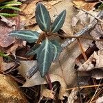 Chimaphila maculata leaf picture by taylor crampton (cc-by-sa)