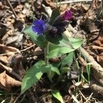 Pulmonaria mollis flower picture by Božek Nicolas (cc-by-sa)