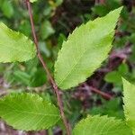 Ulmus alata leaf picture by Dana Mackonis (cc-by-sa)