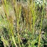 Andropogon bicornis habit picture by Trap Hers (cc-by-sa)