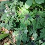 Tiarella cordifolia leaf picture by Feya Sterling (cc-by-sa)