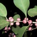 Ficus concinna flower picture by Daniel Barthelemy (cc-by-nc)