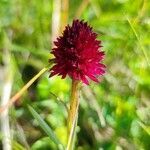 Gymnadenia nigra flower picture by p (cc-by-sa)