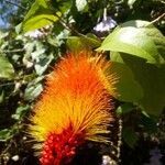 Combretum fruticosum flower picture by Sidnei Cesar (cc-by-sa)