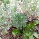 Artemisia frigida leaf picture by Amber LeBlanc (cc-by-sa)