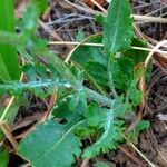 Senecio integerrimus leaf picture by Jack Pommer (cc-by-sa)