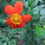 Dahlia coccinea flower picture by Shehadi Ramiz (cc-by-sa)