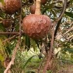 Annona reticulata fruit picture by dominoel dominoel (cc-by-sa)