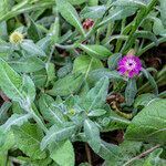 Centaurea seridis habit picture by Manuel Hernández (cc-by-sa)