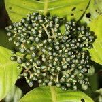 Psychotria limonensis fruit picture by Nelson Zamora Villalobos (cc-by-nc)