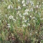 Cynosurus echinatus habit picture by Sergio costantini (cc-by-sa)