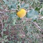 Solanum arundo fruit picture by susan brown (cc-by-sa)