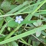 Myosotis secunda flower picture by Robin Rearahinagh (cc-by-sa)