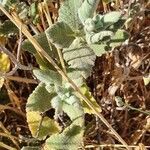 Salvia dominica leaf picture by Yitzchak Freeman (cc-by-sa)