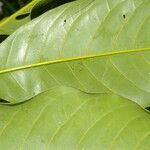 Vochysia guatemalensis leaf picture by Nelson Zamora Villalobos (cc-by-nc)