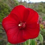 Tibouchina grossa flower picture by Fabien Anthelme (cc-by-sa)