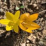 Sternbergia clusiana flower picture by Rina Jeger (cc-by-sa)