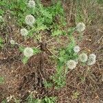 Echinops sphaerocephalus habit picture by Jean-Marie Frenoux (cc-by-sa)