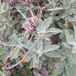 Phlomis fruticosa fruit picture by González Rafael (cc-by-sa)