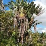 Ravenala madagascariensis habit picture by Sarami (cc-by-sa)