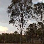 Eucalyptus microcarpa habit picture by Cook David (cc-by-sa)