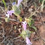 Cleonia lusitanica flower picture by Morcillo Moreno Emilio Morcillo Moreno (cc-by-sa)