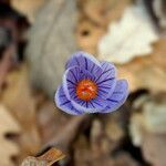 Crocus pulchellus flower picture by Rossen Vassilev (cc-by-sa)