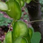 Dioscorea villosa fruit picture by Bruce Winter (cc-by-sa)