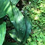 Calanthe triplicata leaf picture by Pierre Bonnet (cc-by-sa)