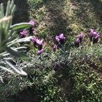 Lavandula stoechas flower picture by renee lefeuvre (cc-by-sa)