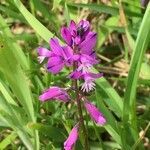 Polygala vulgaris flower picture by Rémi Arras (cc-by-sa)