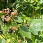 Rubus scaber fruit picture by Olivier Le Gall (cc-by-sa)