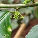 Erythrococca bongensis fruit picture by susan brown (cc-by-sa)