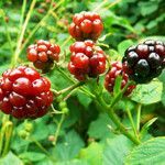 Rubus scissus fruit picture by Andrzej Konstantynowicz (cc-by-sa)