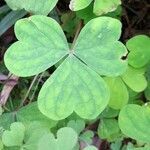 Oxalis linarantha leaf picture by Trap Hers (cc-by-sa)