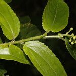 Prockia costaricensis leaf picture by Nelson Zamora Villalobos (cc-by-nc)