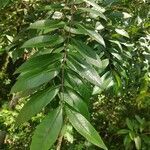 Zanthoxylum rhoifolium leaf picture by Leandro da silva pereira (cc-by-sa)