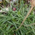 Plantago alpina leaf picture by Denis Bastianelli (cc-by-sa)