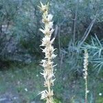 Myricaria germanica habit picture by Yoan MARTIN (cc-by-sa)