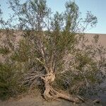 Larrea tridentata habit picture by Daniel Barthelemy (cc-by-nc)