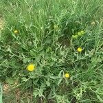 Centaurea sicula habit picture by Martine CHOCHOI (cc-by-sa)