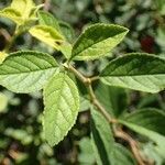 Prunus prostrata habit picture by Yoan MARTIN (cc-by-sa)