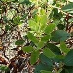 Arctostaphylos pungens leaf picture by Sandy Rowley (cc-by-sa)