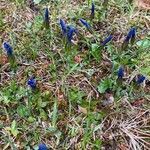 Gentiana verna habit picture by Jacques Zuber (cc-by-sa)