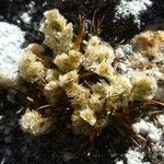 Poa lepidula habit picture by Fabien Anthelme (cc-by-sa)