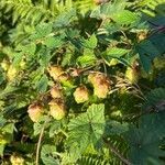 Humulus lupulus fruit picture by Syd Paul Labartette (cc-by-sa)