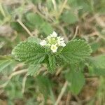 Lantana viburnoides flower picture by George Mugambi (cc-by-sa)