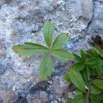 Potentilla caulescens leaf picture by Llandrich anna (cc-by-sa)