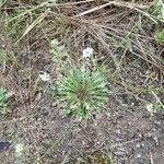 Teesdalia nudicaulis habit picture by Shoe Bean (cc-by-sa)